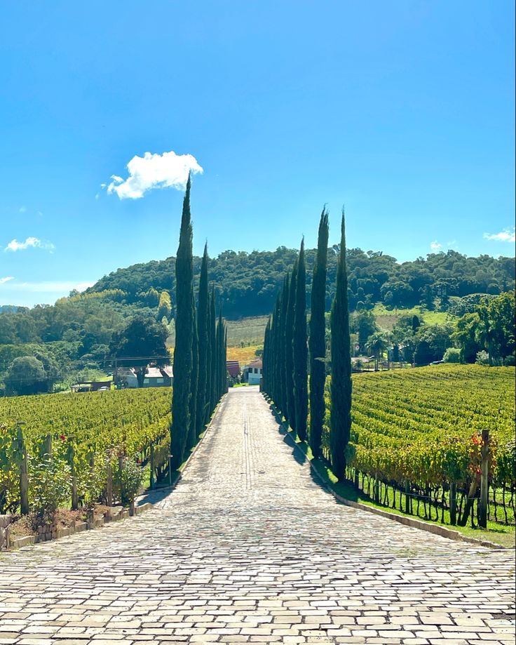 vinícola almaúnica, bento gonçalves